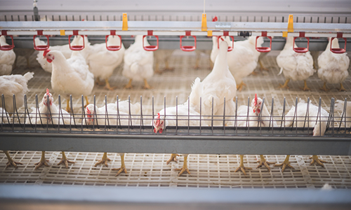 Broiler Breeder Management