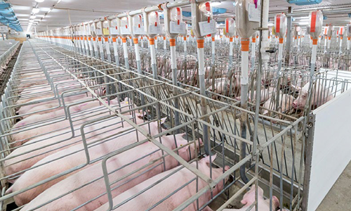 Sow Breeding Stalls
