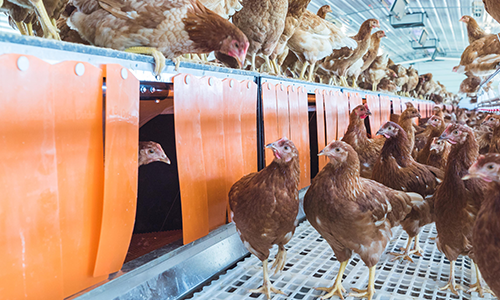 Egg Housing Systems