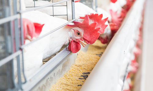 Egg Housing Systems
