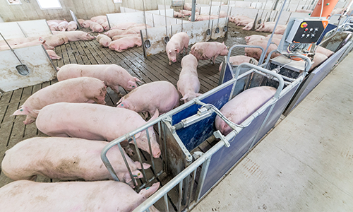 Sow Management