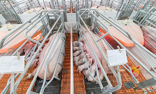 Sow Farrowing