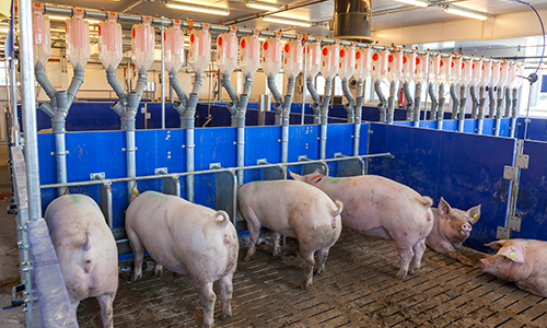 Sow Gestation Housing