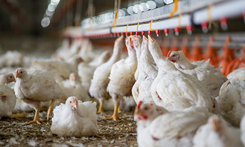 broiler feed pan