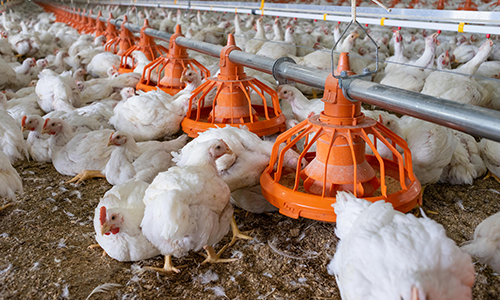 broiler feed pan