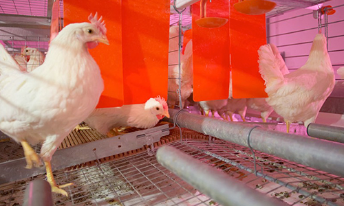 Egg Housing Systems