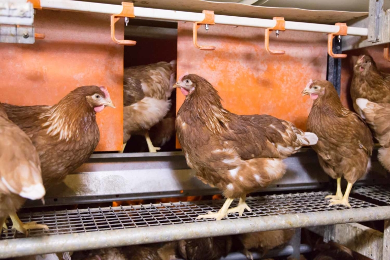True Aviary