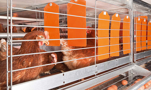 colony systems poultry