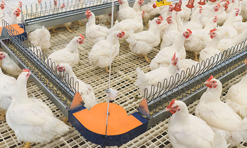 Poultry Feeding Systems