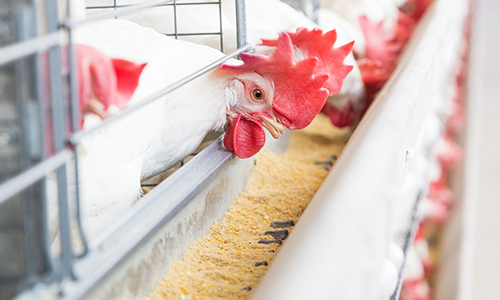 Egg Accessories for poultry feeding