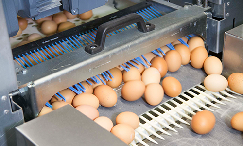 egg trax egg handling belt