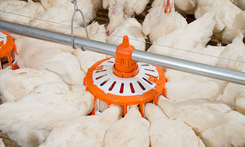 Poultry Feeding Systems
