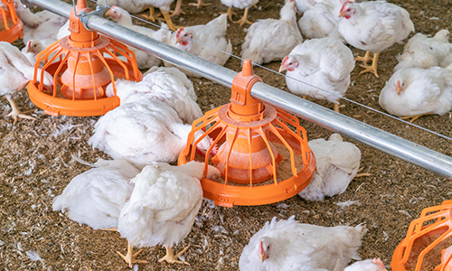 FLUXX Broiler