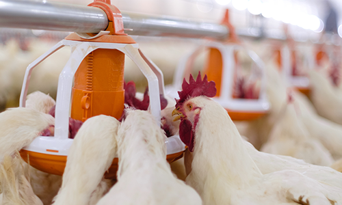 Broiler Breeder Feeding