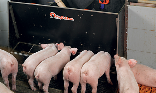 Automatic Feeders