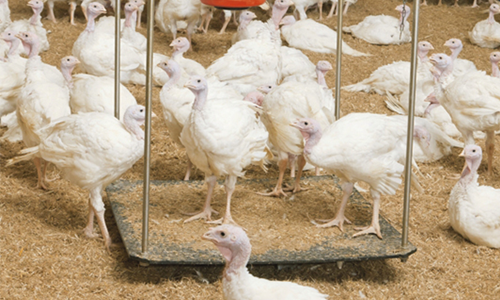Poultry Weight Scale