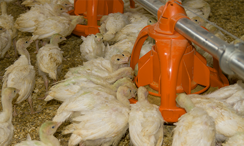 turkey feeding systems UniGROW