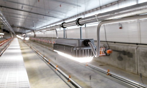 Poultry House Lighting