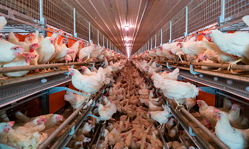 Egg Housing Systems