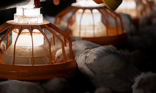 FX2 GLO- broiler feeding system